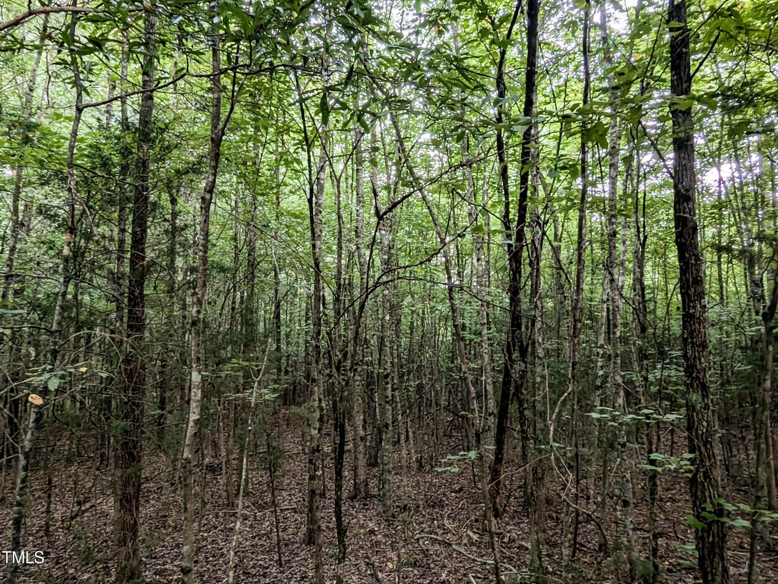 0 Doc Bass Road Timberlake, NC 27583 - Photo 14 of 14 a view of forest