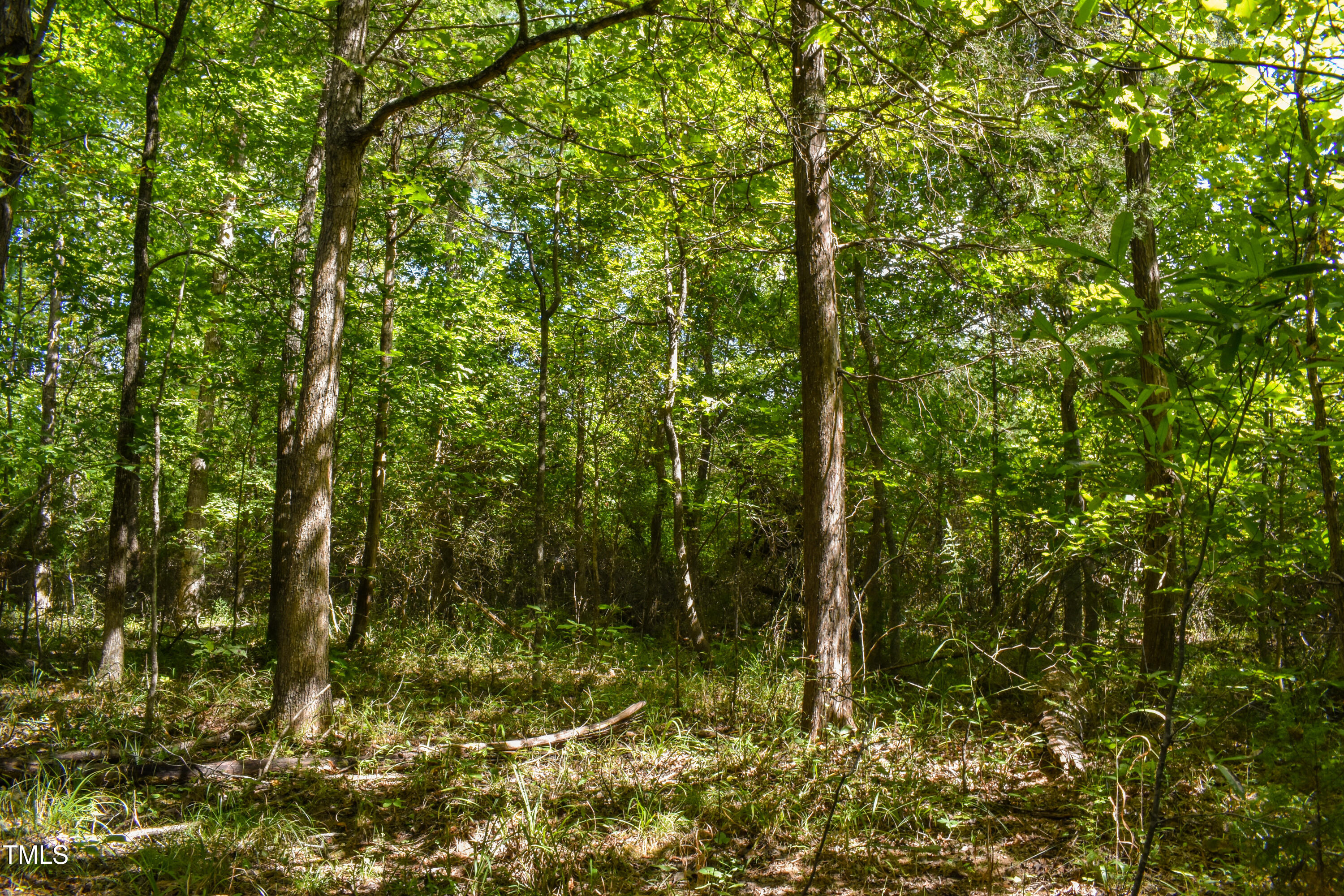 0 Doc Bass Road Timberlake, NC 27583 - Photo 3 of 14 a view of forest
