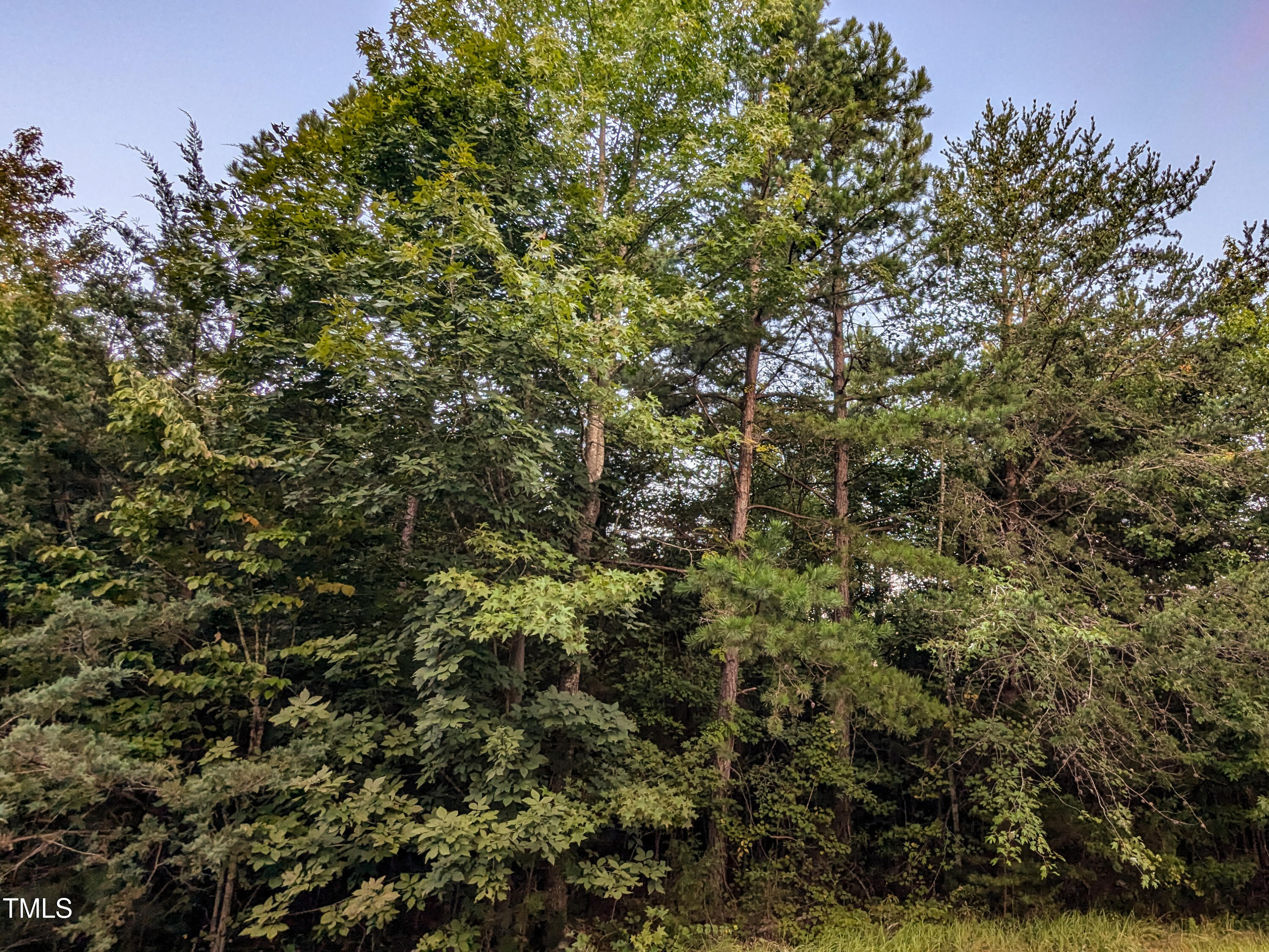 0 Doc Bass Road Timberlake, NC 27583 - Photo 4 of 14 a view of a tree