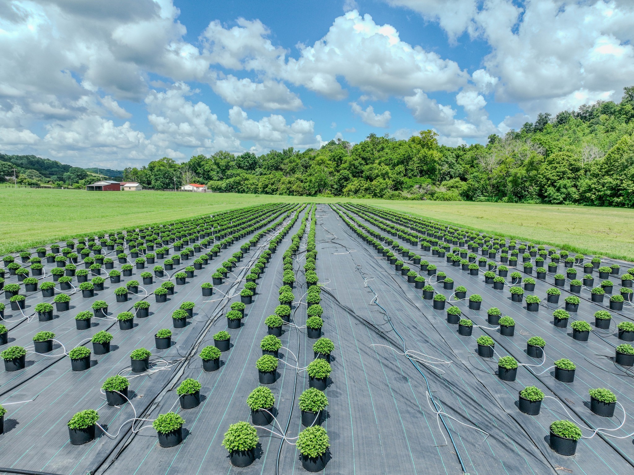 2461 Bodenham Road Pulaski, TN 38478 - Photo 19 of 59 a view of a green field