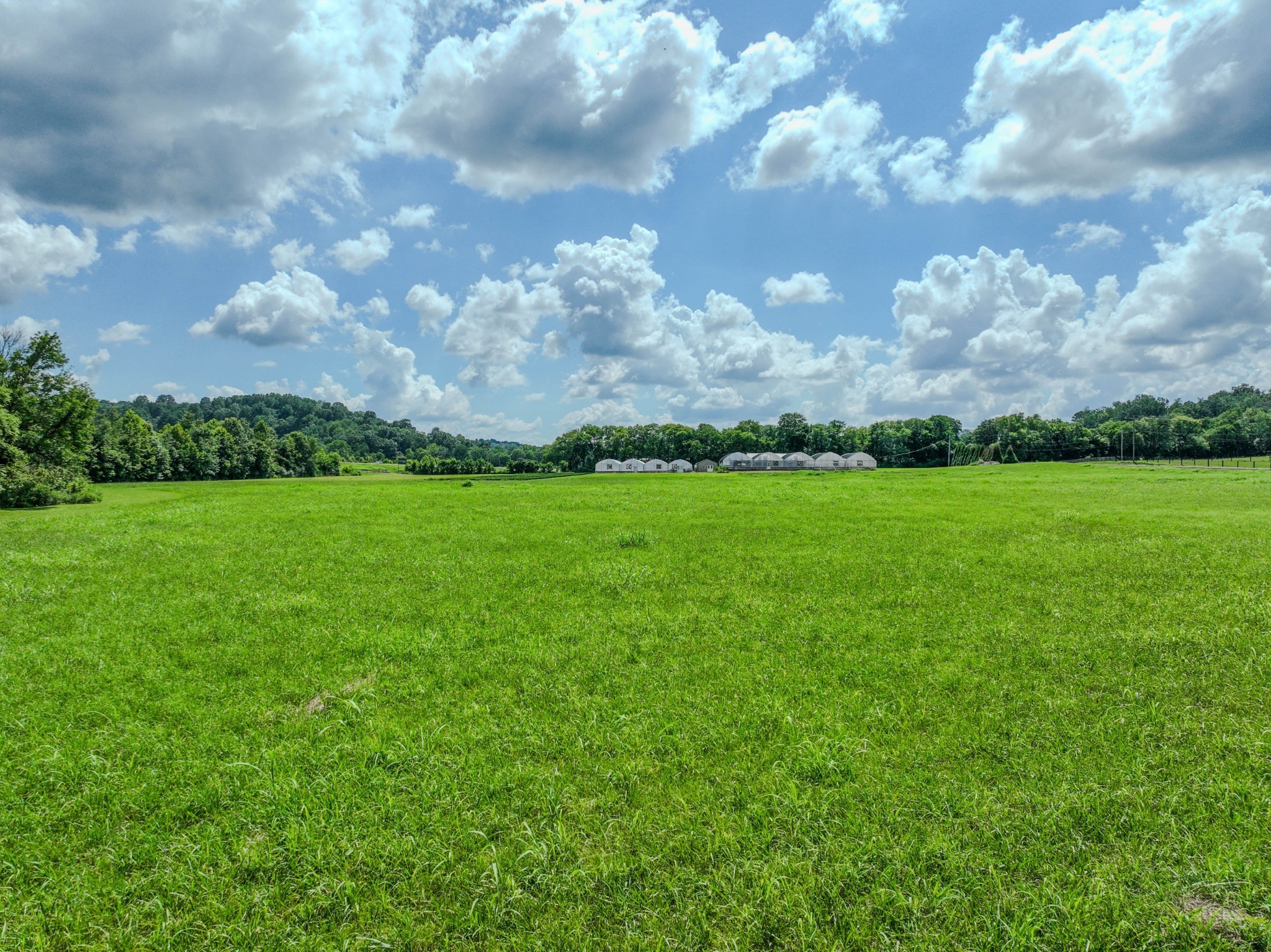 2461 Bodenham Road Pulaski, TN 38478 - Photo 33 of 59 a view of a big yard with plants and large trees