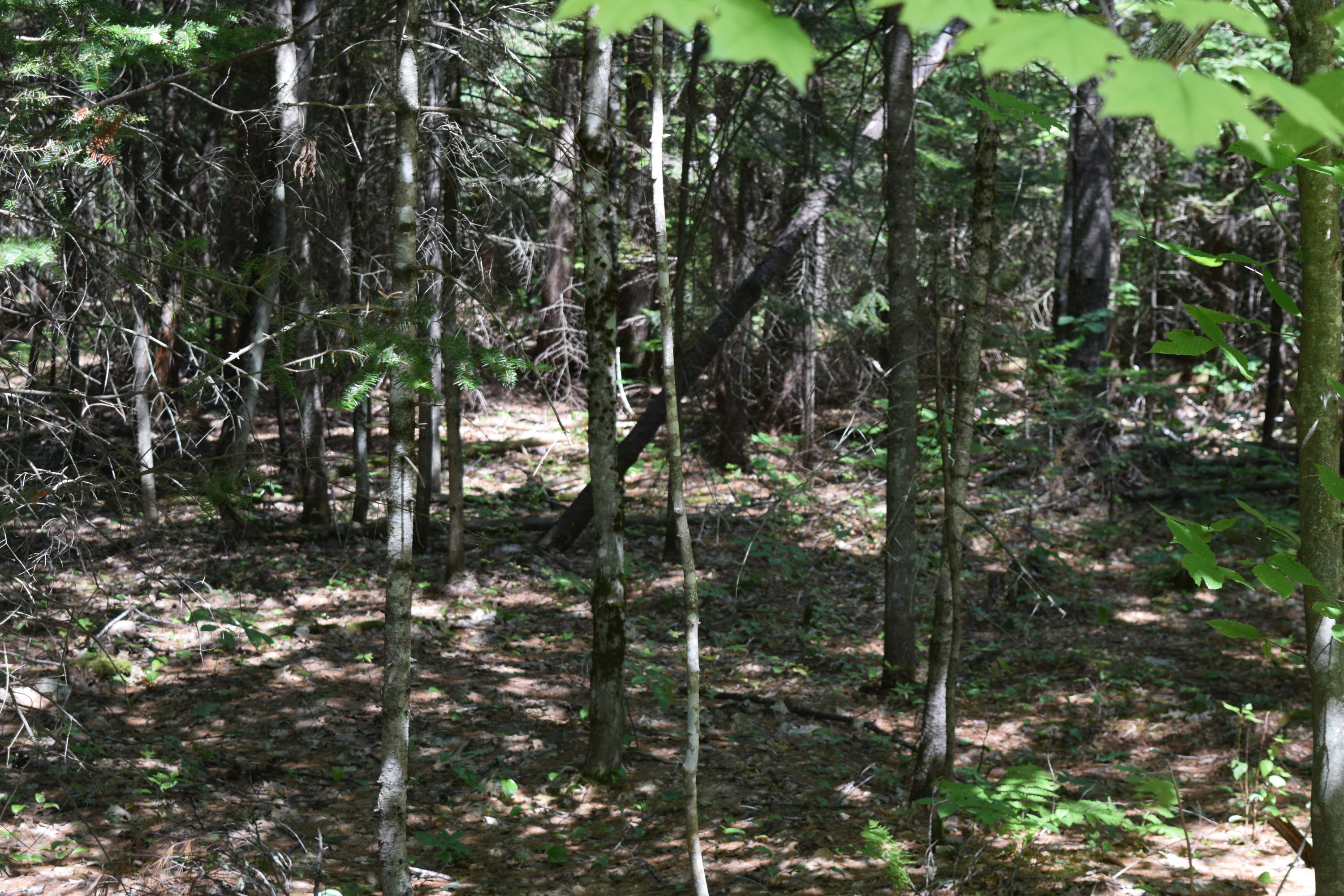 Lot 7 Waterford Road Harrison, ME 04040 - Photo 1 of 21 DSC_0017