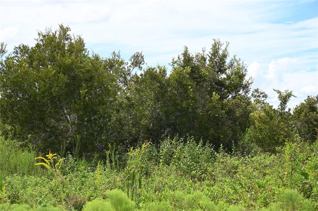 County Line Road East Fort Meade, FL 33841 - Photo 12 of 29 a view of a garden
