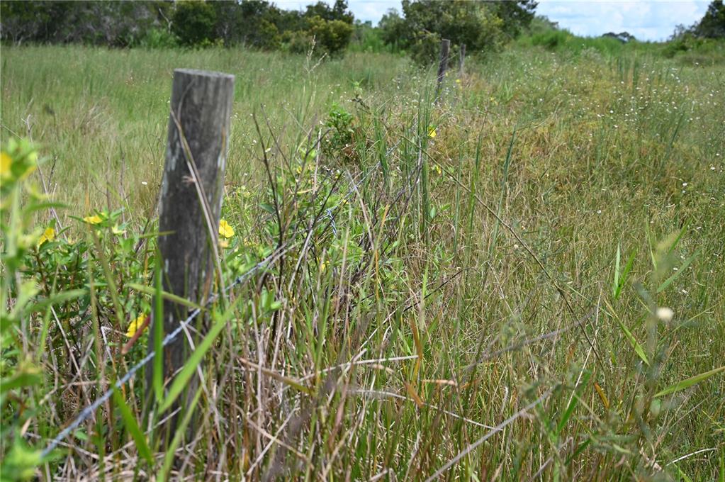 County Line Road East Fort Meade, FL 33841 - Photo 14 of 29 a view of a garden