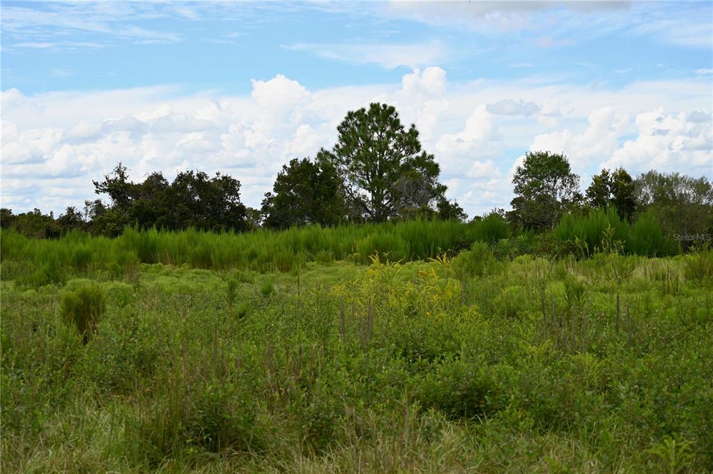 County Line Road East Fort Meade, FL 33841 - Photo 24 of 29 a view of a green field with lots of bushes