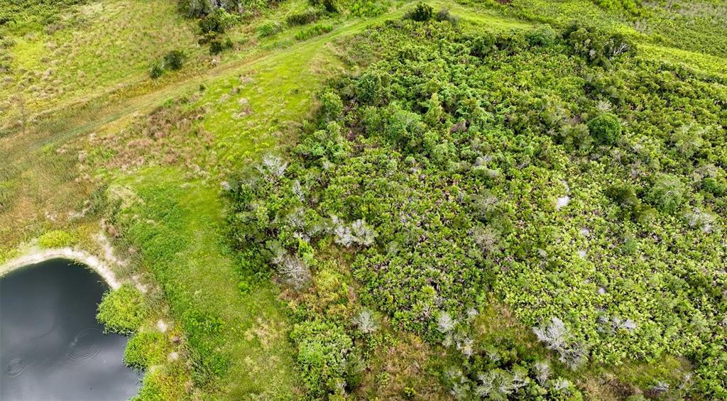 County Line Road East Fort Meade, FL 33841 - Photo 25 of 29 a view of a plants and small trees