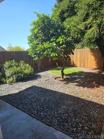 a view of a yard with plants and a tree