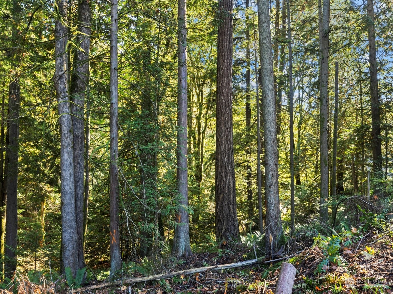 5603 East Wishon Road Snohomish, WA 98290 - Photo 29 of 37 Gallery Image 29