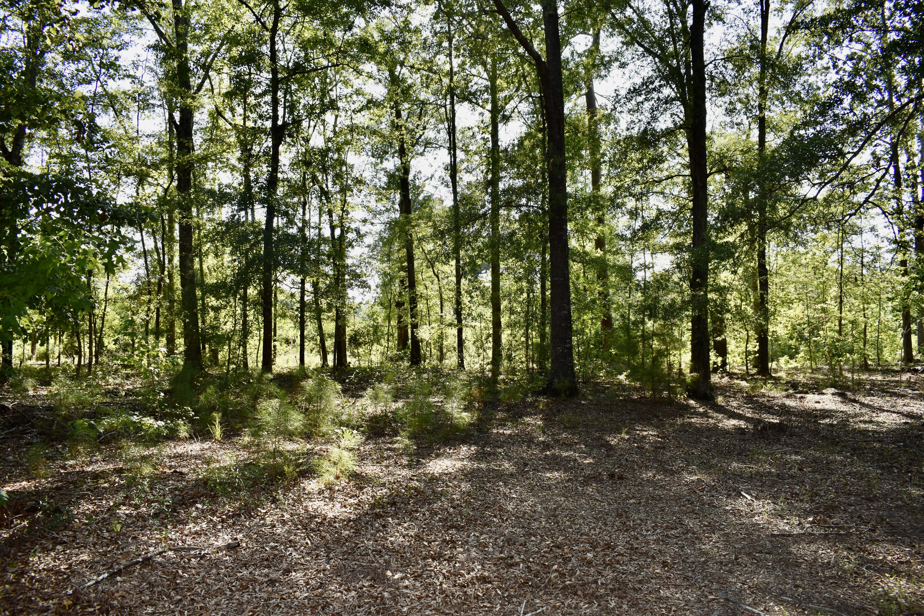 1701 Rogers Road Summerton, SC 29148 - Photo 11 of 27 DSC_0021