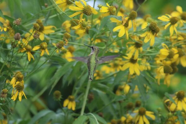 2691 York Road Columbus, OH 43221 - Photo 19 of 21 Native plants in yard attract all kinds of wildlife!