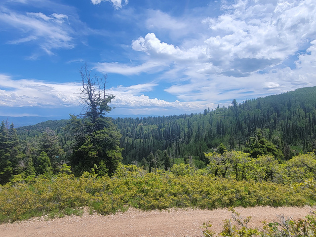 Expansive forested landscape featuring mature evergreen trees and distant mountain ranges
