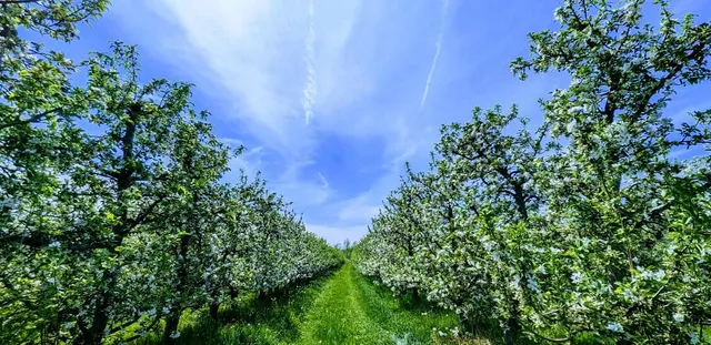 $1,150,000 | 7737 Fruit Ridge Avenue Northwest, Sparta, MI 49345