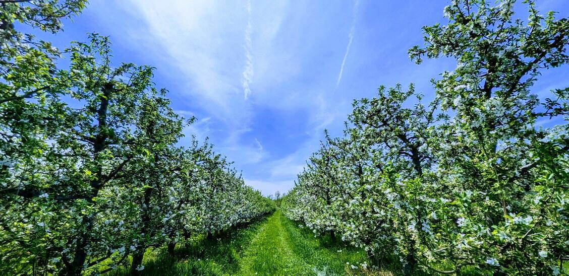 7737 Fruit Ridge Avenue Northwest Sparta, MI 49345 - Photo 47 of 48 IMG_3488