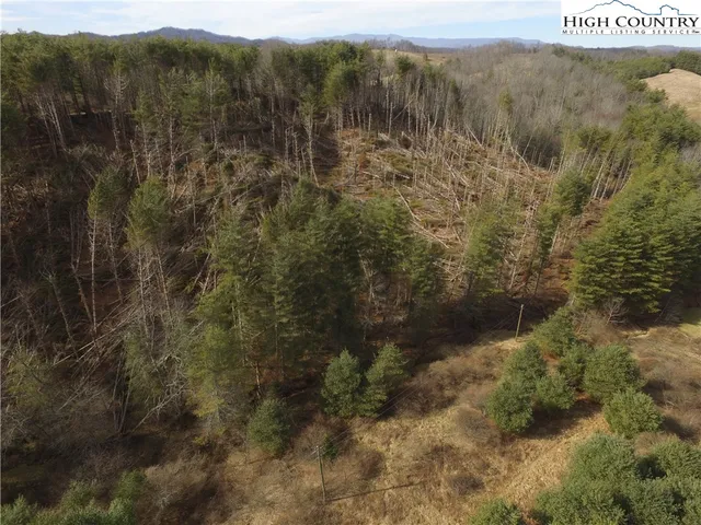 a view of a forest with a mountain in the background