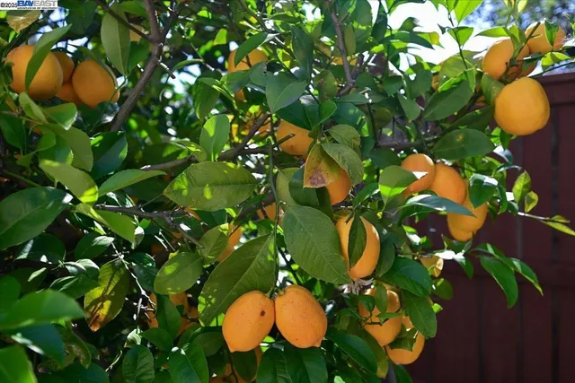 $839,999 | 16230 Calypso Court, San Leandro, CA 94578