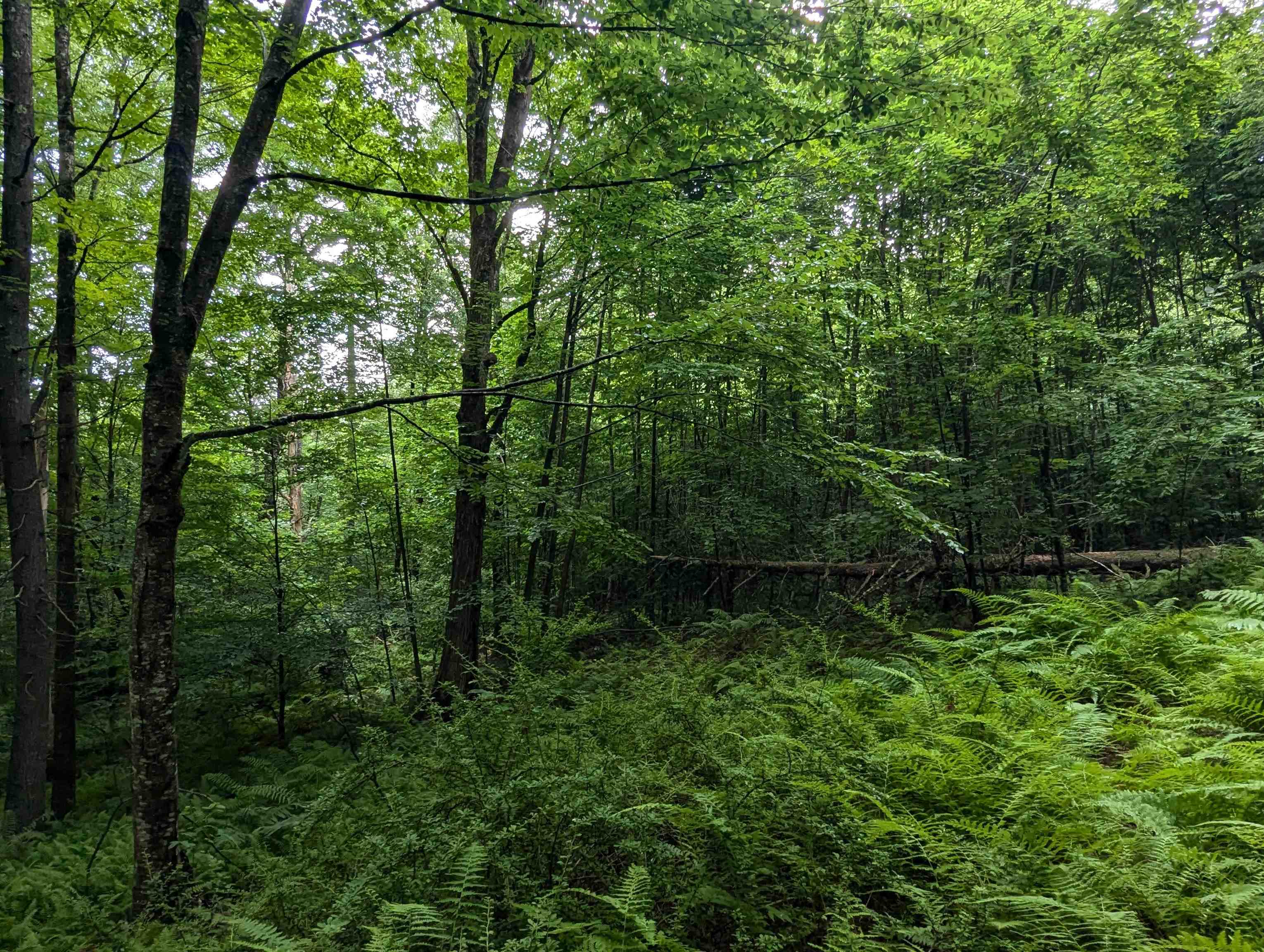 0 Dover Road South Newfane, VT 05351 - Photo 4 of 15