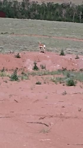 565 Buffalo Run Livermore, CO 80536 - Photo 11 of 20