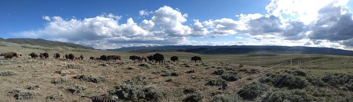 565 Buffalo Run Livermore, CO 80536 - Photo 14 of 20