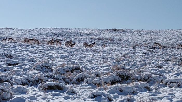 565 Buffalo Run Livermore, CO 80536 - Photo 5 of 20