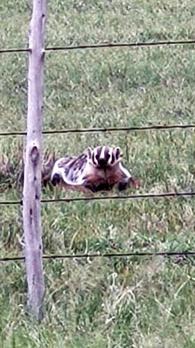 565 Buffalo Run Livermore, CO 80536 - Photo 7 of 20