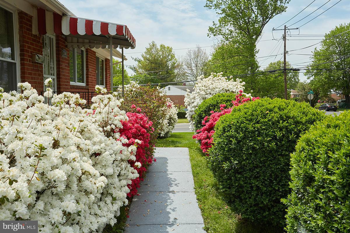 Azalea Walk