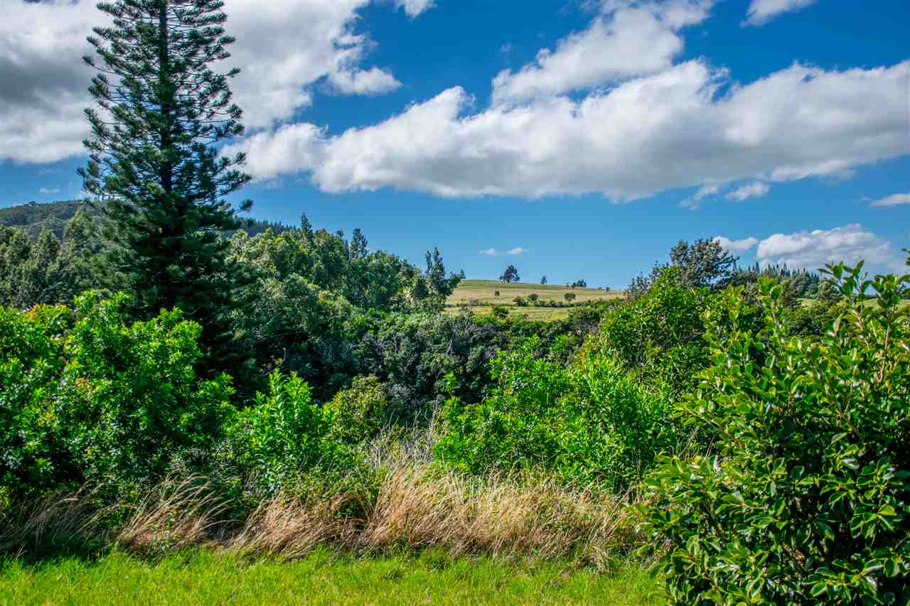 1198 Kauhikoa Road Haiku, HI 96708 - Photo 4 of 7 a view of a bunch of trees