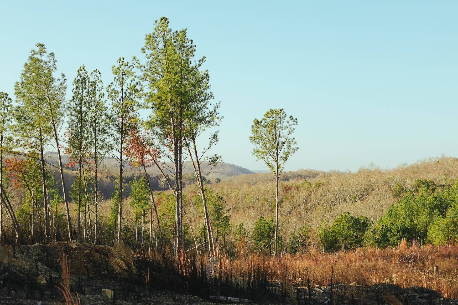 0 Hobe Colbaugh Road Decatur, TN 37322 - Photo 8 of 50 Gallery Image 8