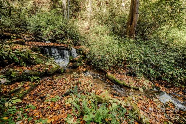 a view of a forest with a tree