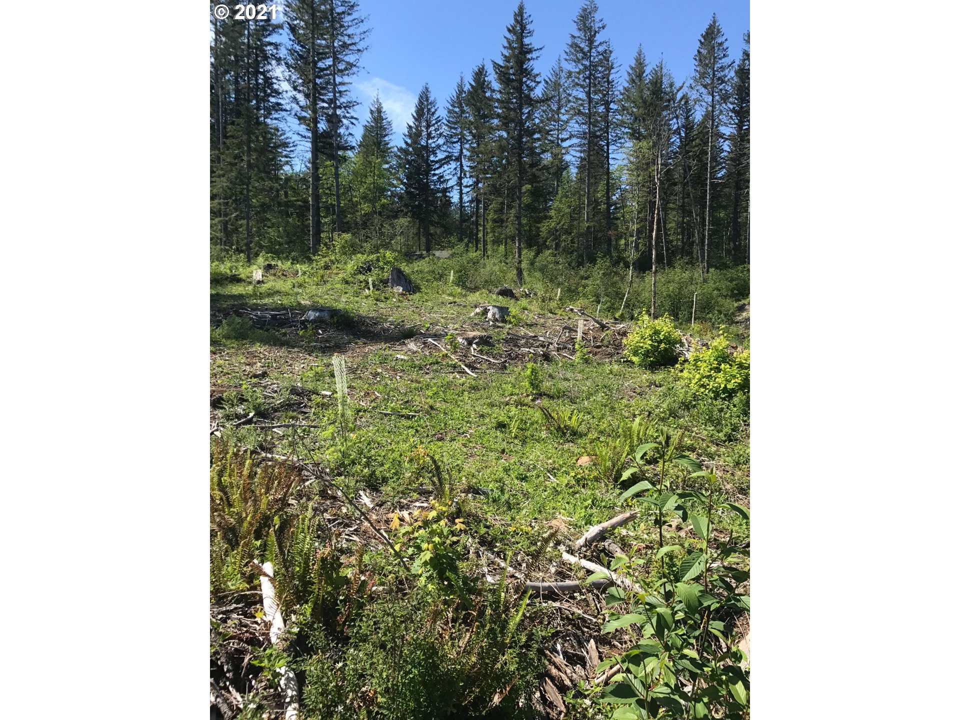 0 Northeast 94th Street Camas, WA 98607 - Photo 4 of 16