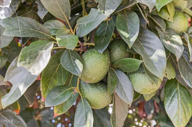 $5,500 | 622 South Evergreen Drive, Ventura, CA 93003