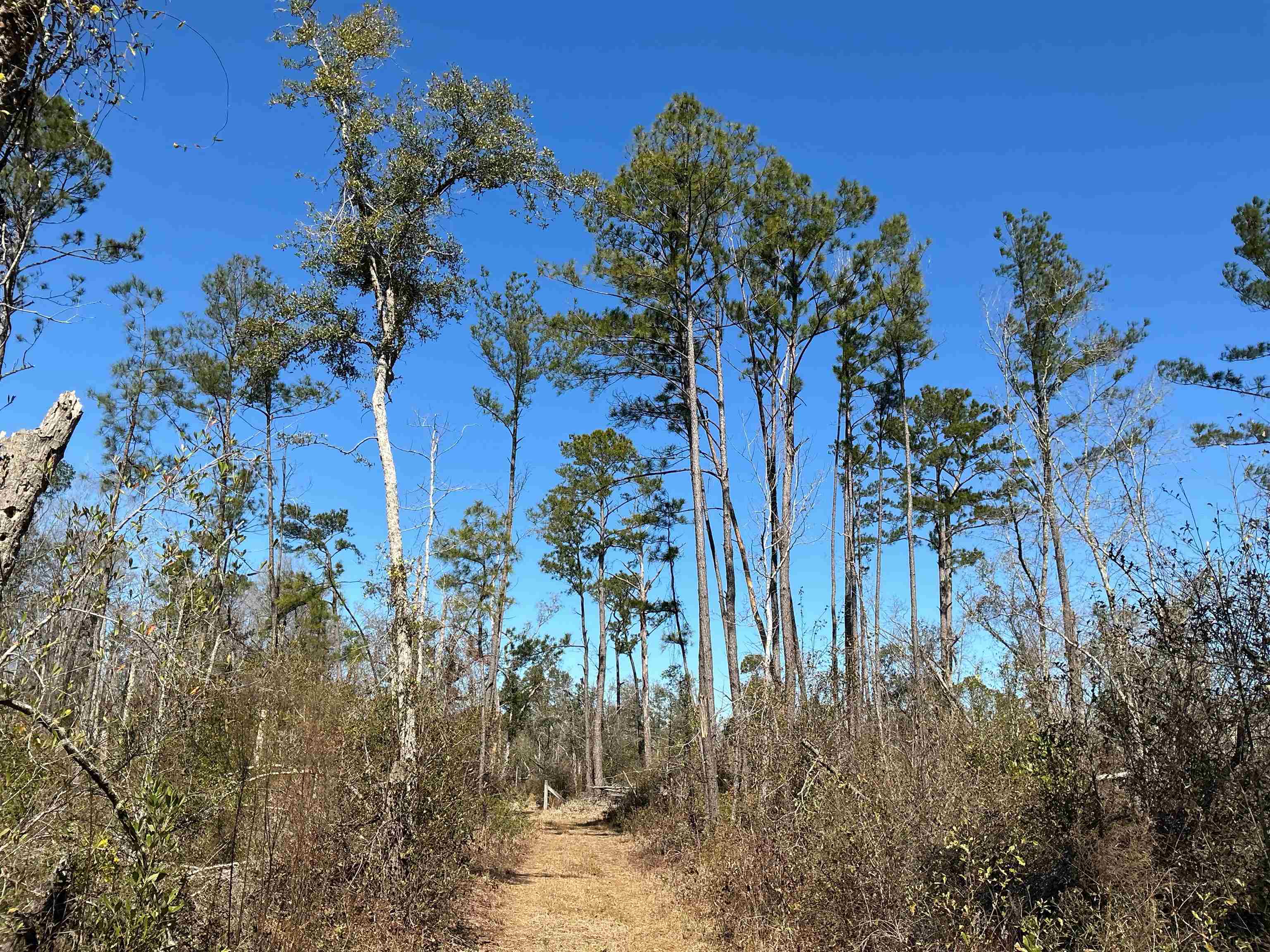 Tbd Southwest Tbd Sw Cow Road Madison, FL 32340 - Photo 11 of 23