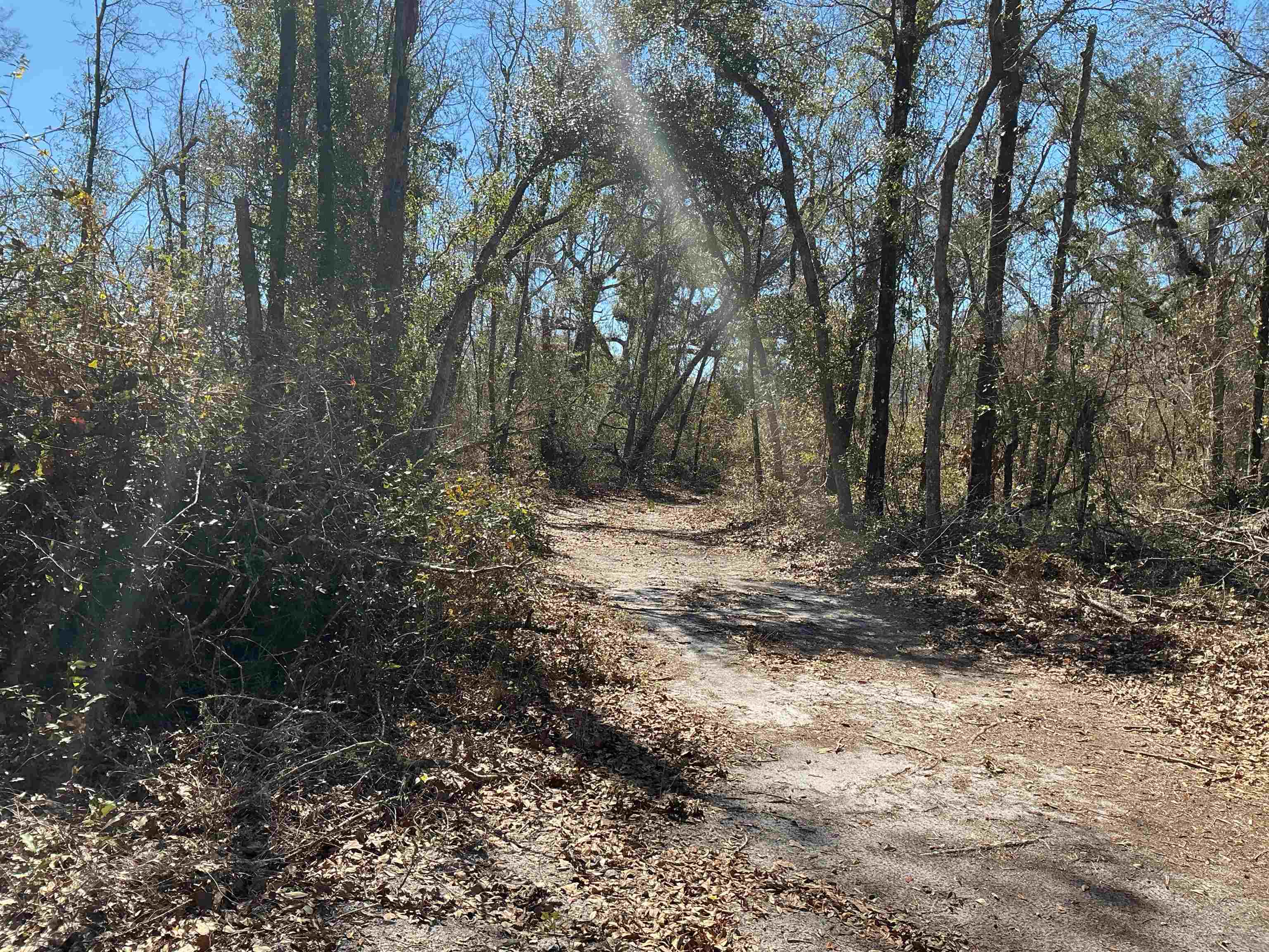 Tbd Southwest Tbd Sw Cow Road Madison, FL 32340 - Photo 12 of 23