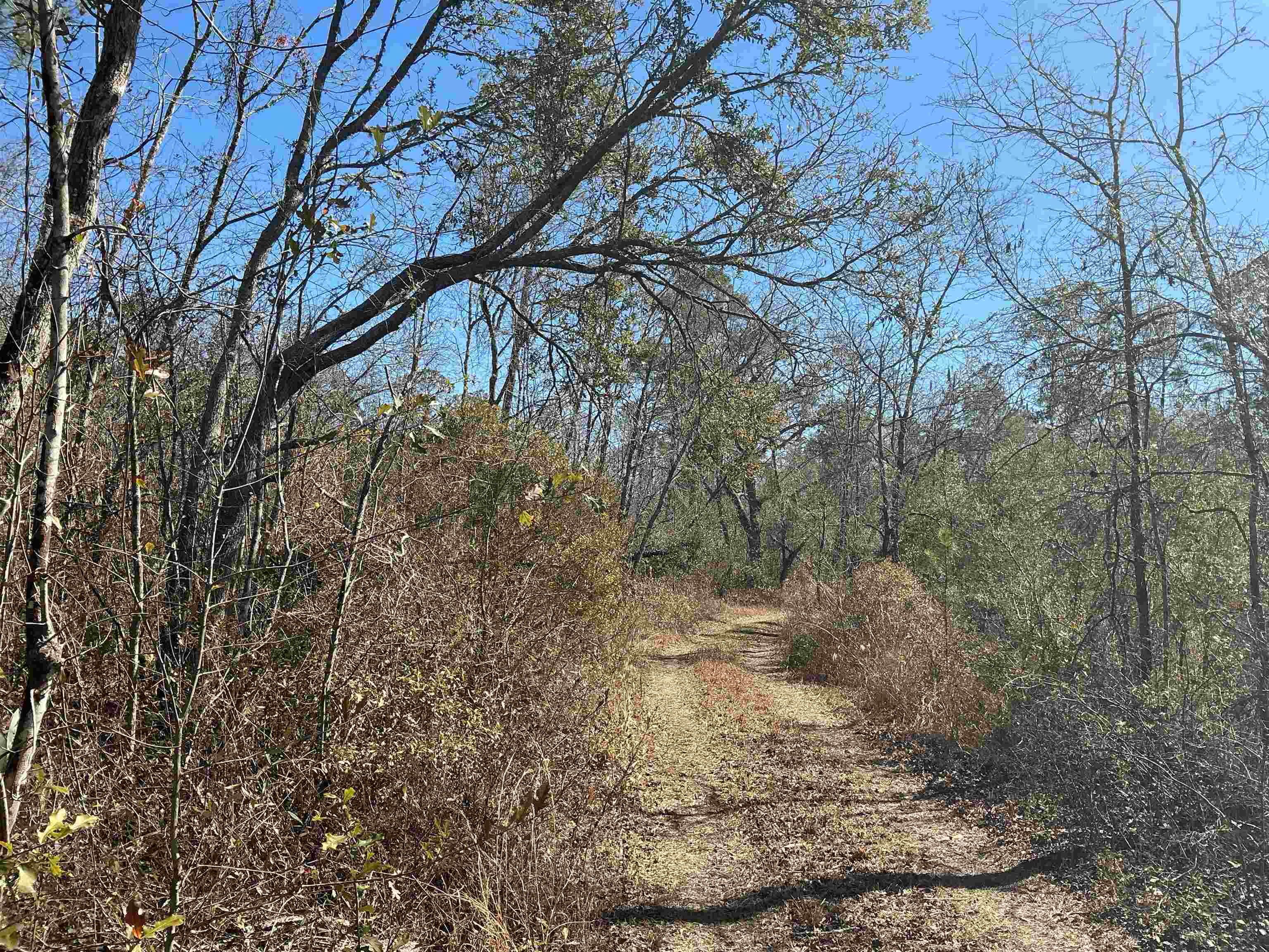 Tbd Southwest Tbd Sw Cow Road Madison, FL 32340 - Photo 13 of 23