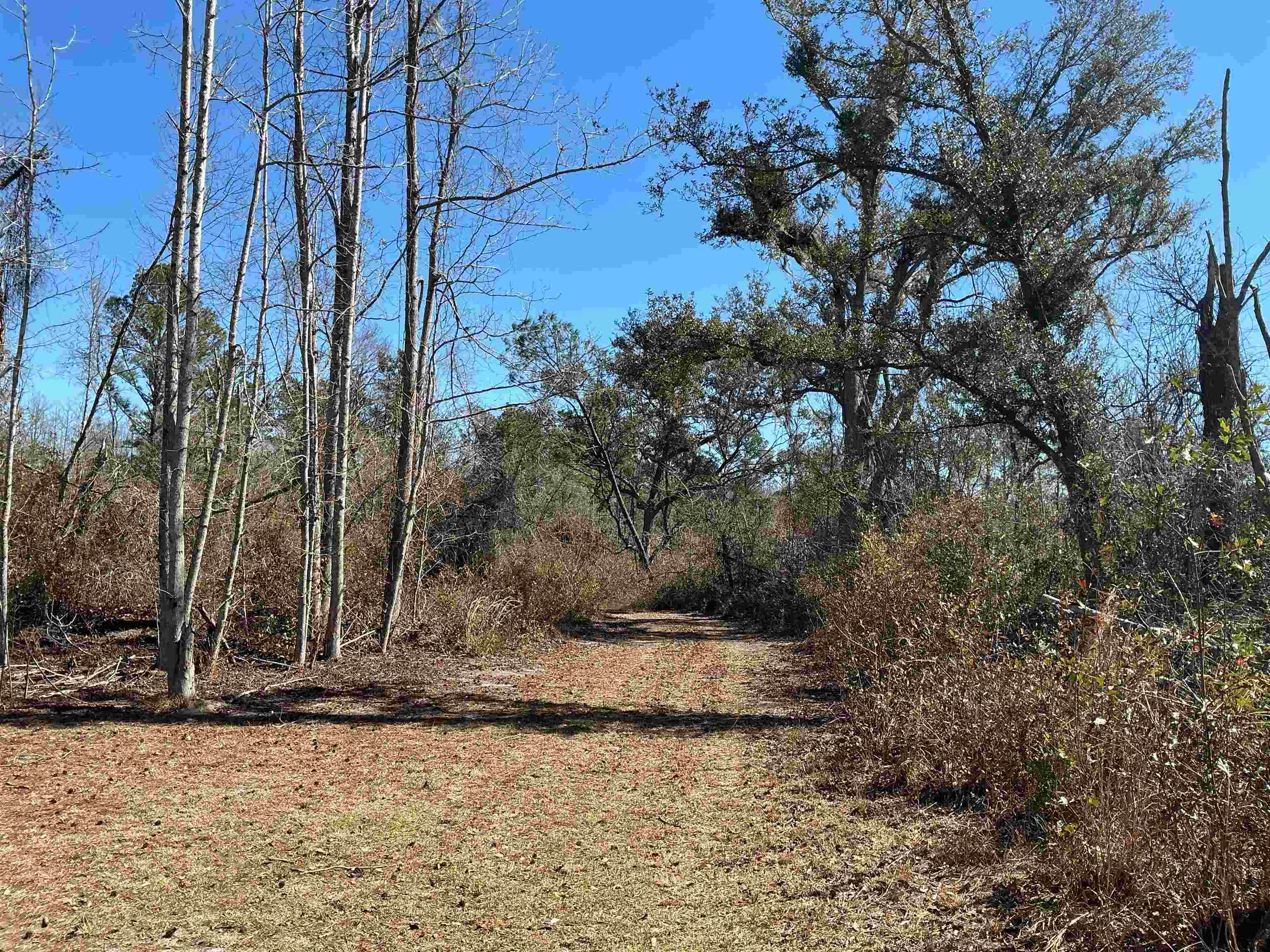 Tbd Southwest Tbd Sw Cow Road Madison, FL 32340 - Photo 19 of 23