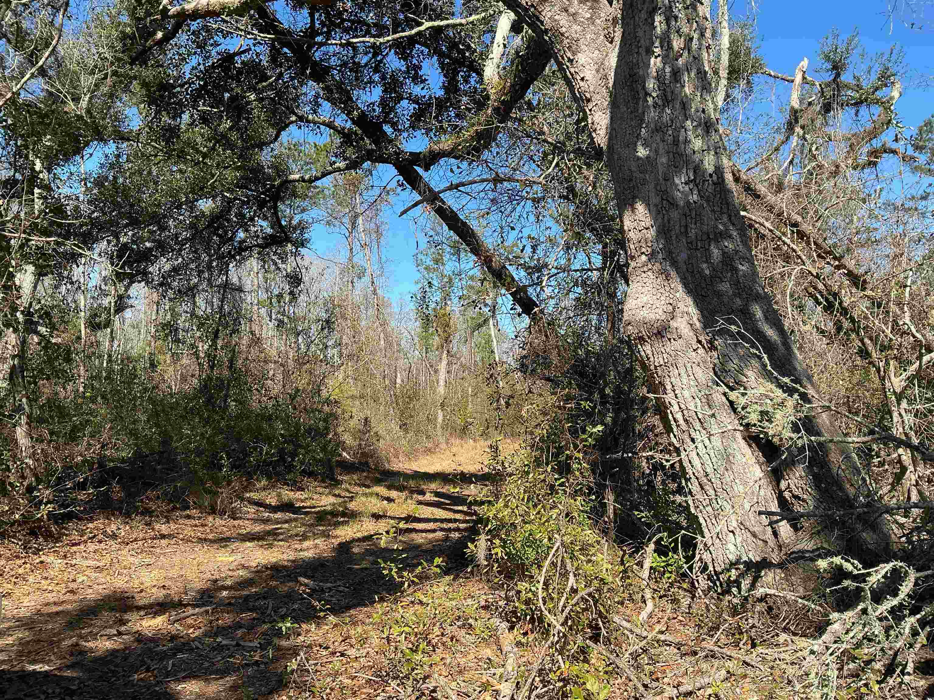 Tbd Southwest Tbd Sw Cow Road Madison, FL 32340 - Photo 23 of 23