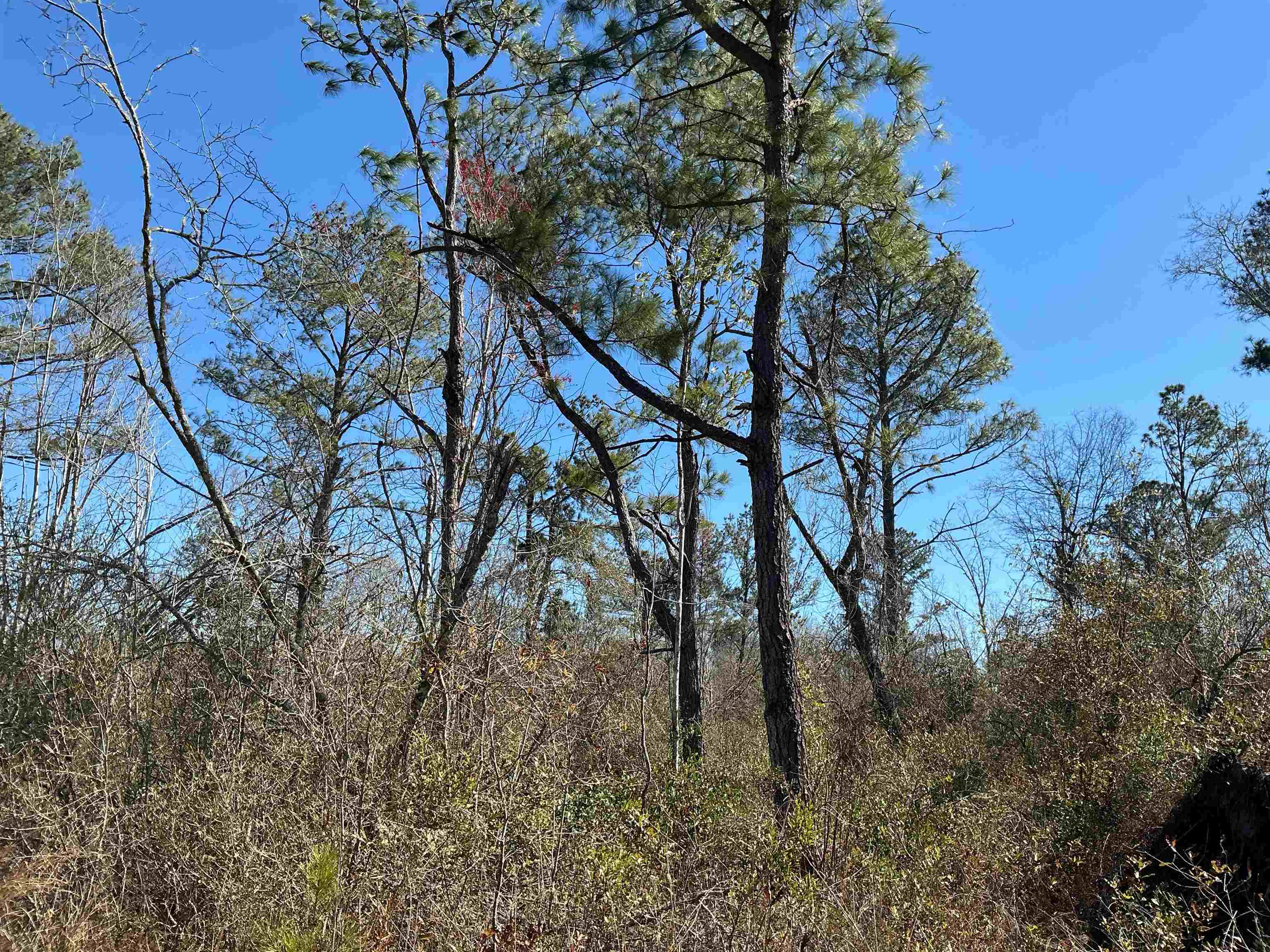 Tbd Southwest Tbd Sw Cow Road Madison, FL 32340 - Photo 4 of 23