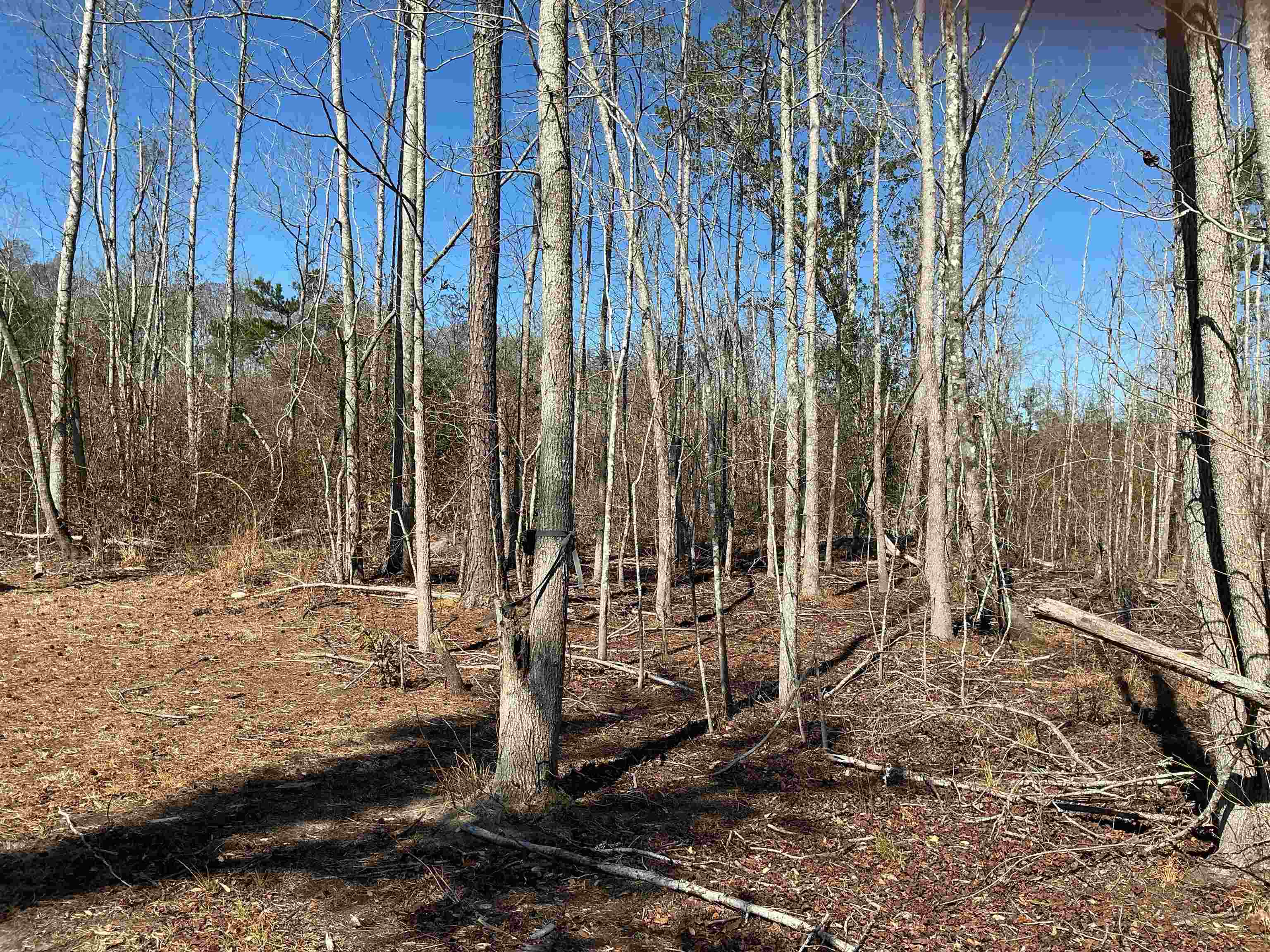 Tbd Southwest Tbd Sw Cow Road Madison, FL 32340 - Photo 6 of 23