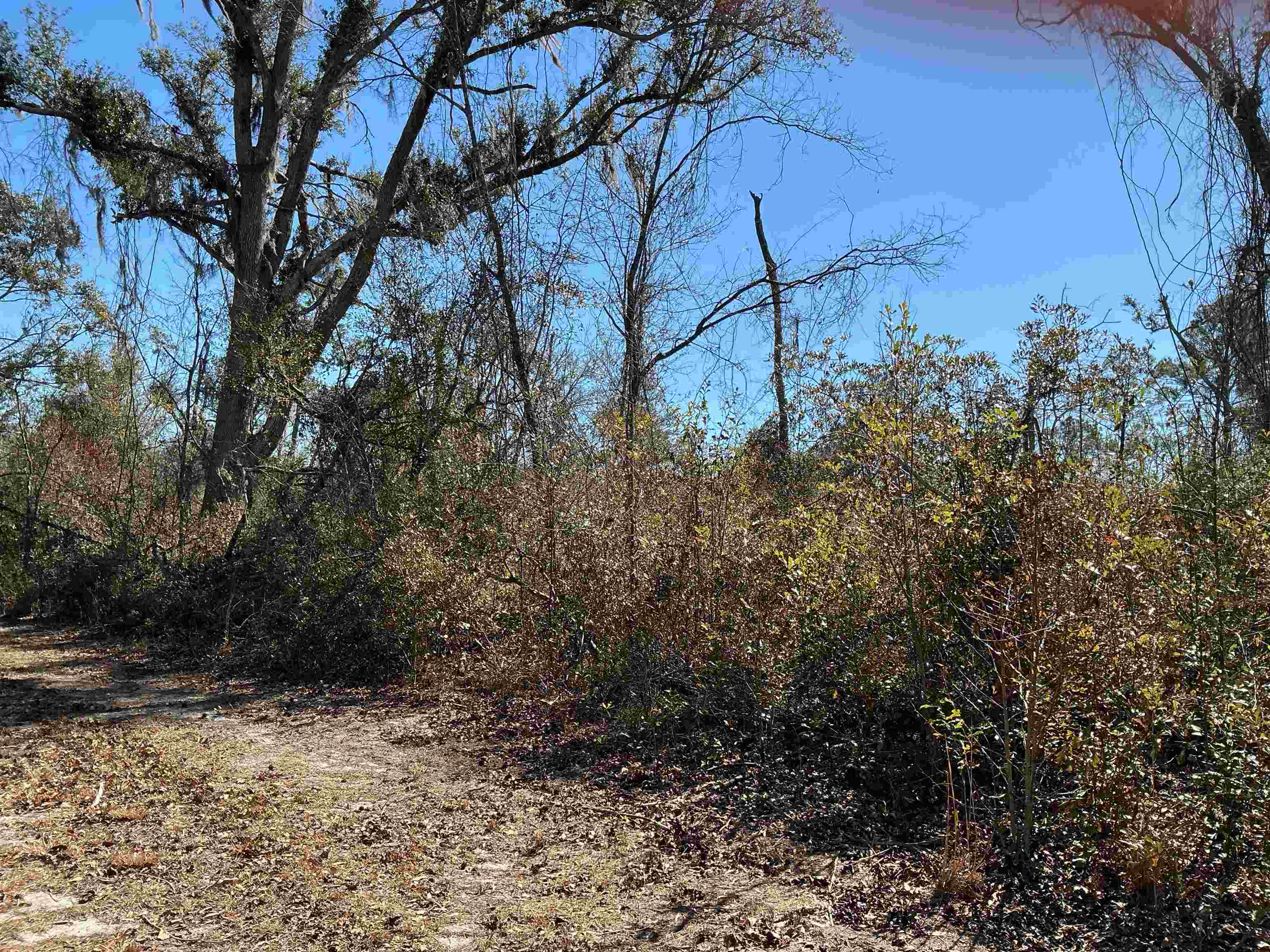 Tbd Southwest Tbd Sw Cow Road Madison, FL 32340 - Photo 7 of 23