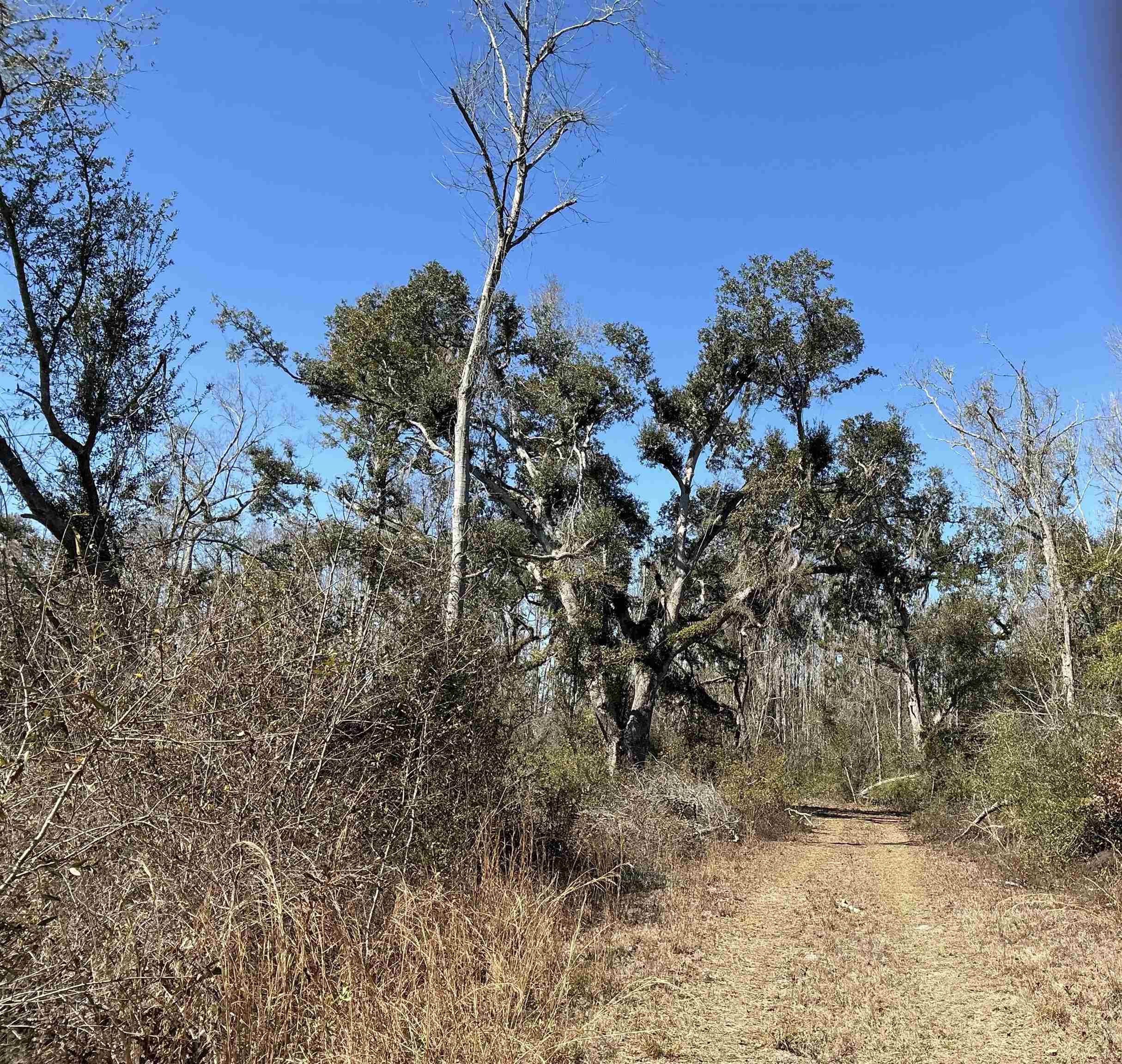 Tbd Southwest Tbd Sw Cow Road Madison, FL 32340 - Photo 10 of 23