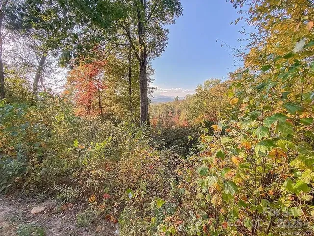 a view of a garden with a plants