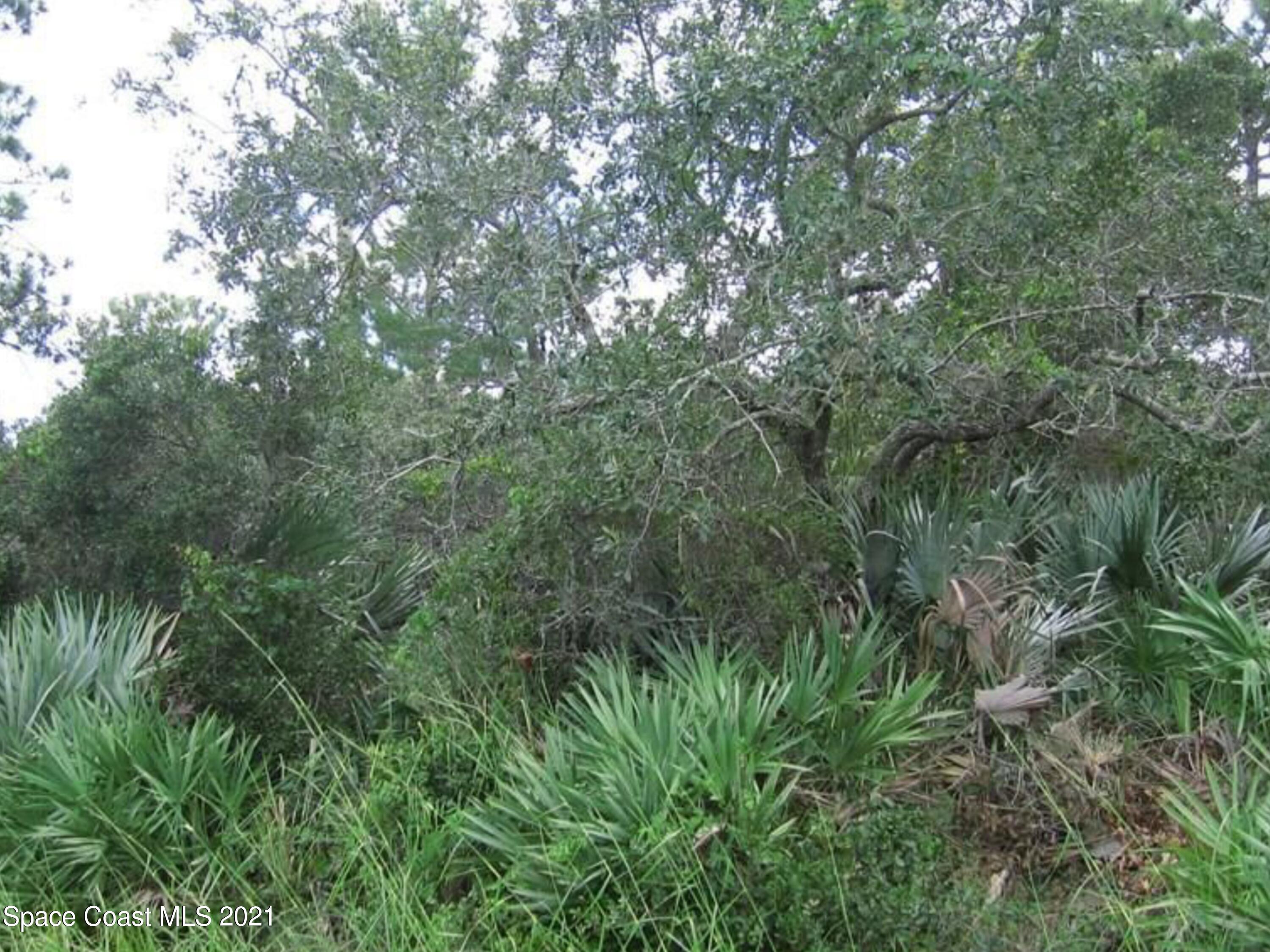 a view of a lush green forest
