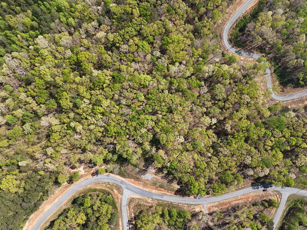 Lot 20 Blalock Mountain Road Talking Rock, GA 30175 - Photo 20 of 29 a view of a garden with a tree