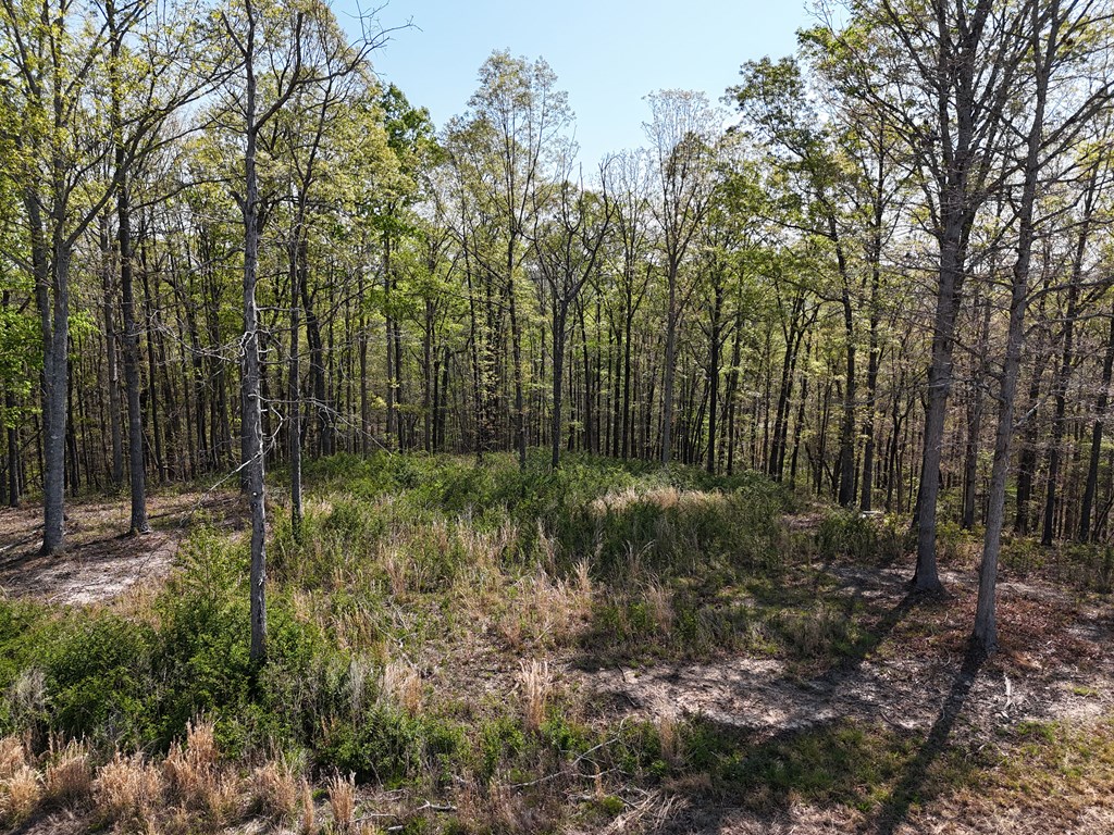 Lot 20 Blalock Mountain Road Talking Rock, GA 30175 - Photo 8 of 29 a view of outdoor space and green space