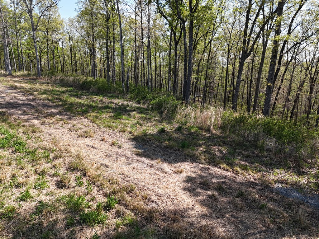 Lot 20 Blalock Mountain Road Talking Rock, GA 30175 - Photo 9 of 29 a view of outdoor space and green space