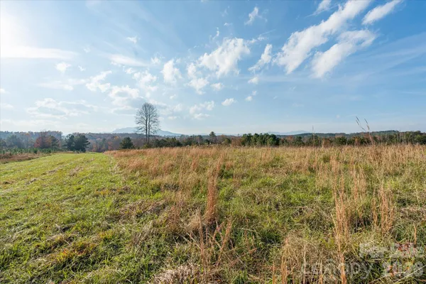 a view of a forest with trees in the background