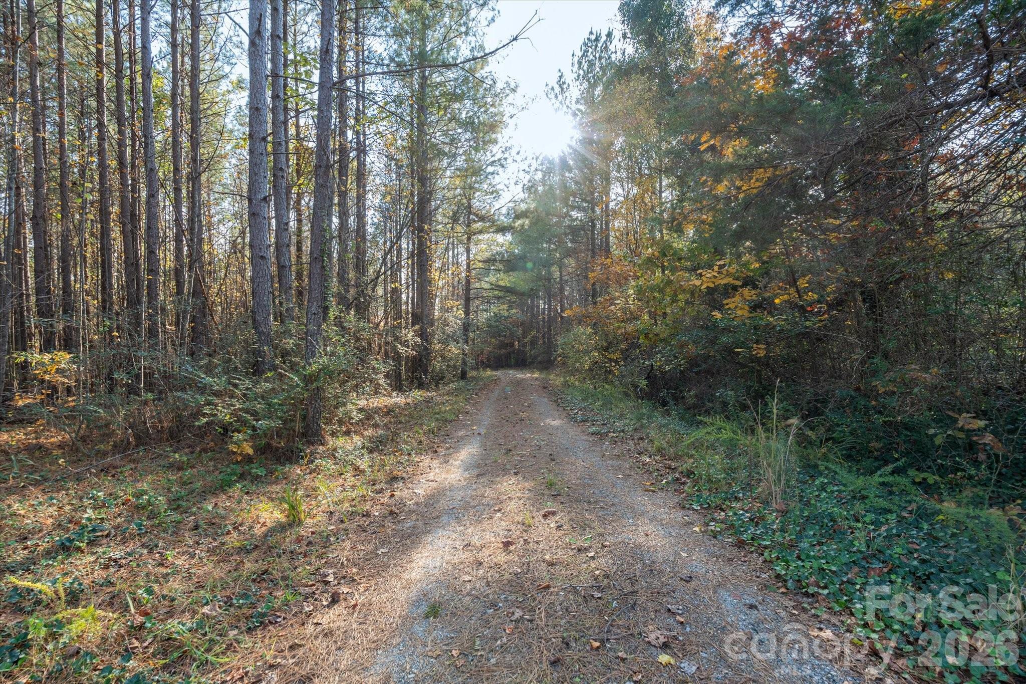 1888 Pea Ridge Road Mill Spring, NC 28756 - Photo 16 of 31 a view of a forest with trees in the background