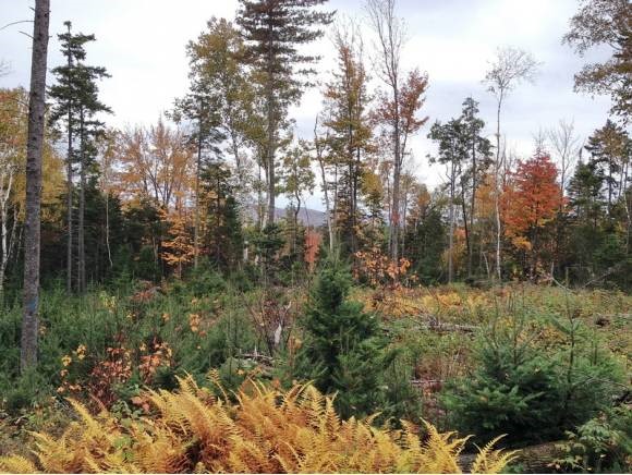 Lot#9 Upper Valley Road Bethlehem, NH 03574 - Photo 1 of 1