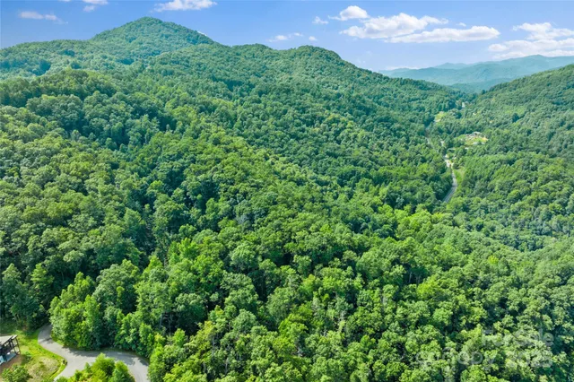 a view of a lush green forest