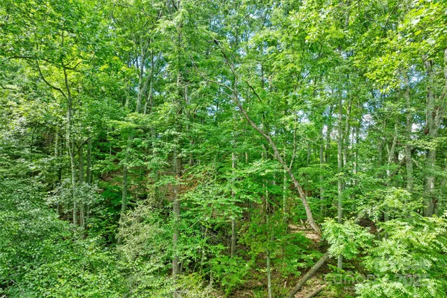 a view of a lush green forest