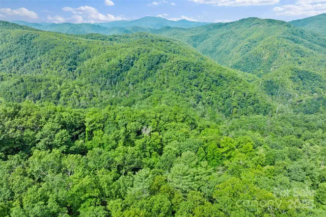 a view of a lush green forest with a mountain